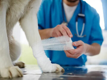 ostéopathe canin à Sucé-sur-Erdre