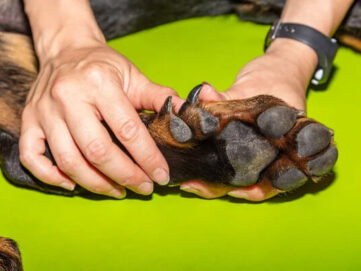 ostéopathe canin à Sucé-sur-Erdre