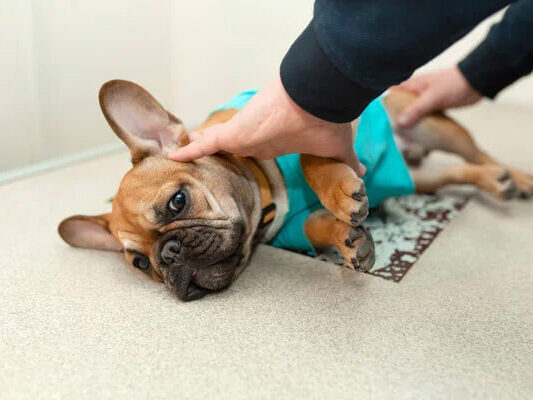 {{brizy_dc_image_alt imageSrc=