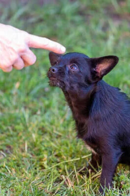 comportementaliste canin Nantes