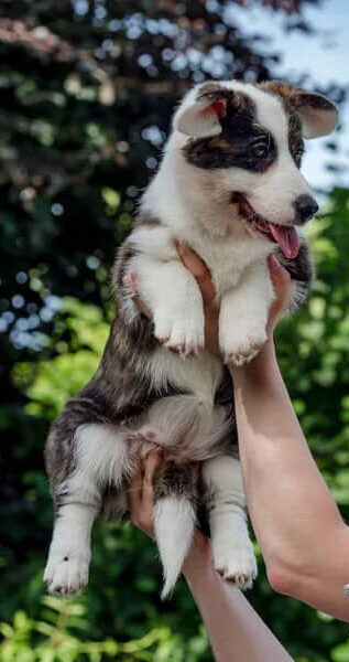 {{brizy_dc_image_alt imageSrc=