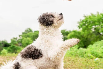 {{brizy_dc_image_alt imageSrc=