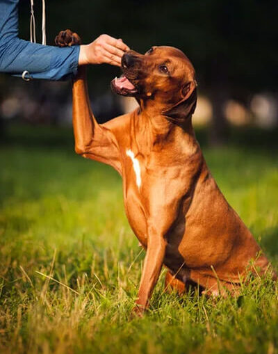 comportementaliste canin Nantes